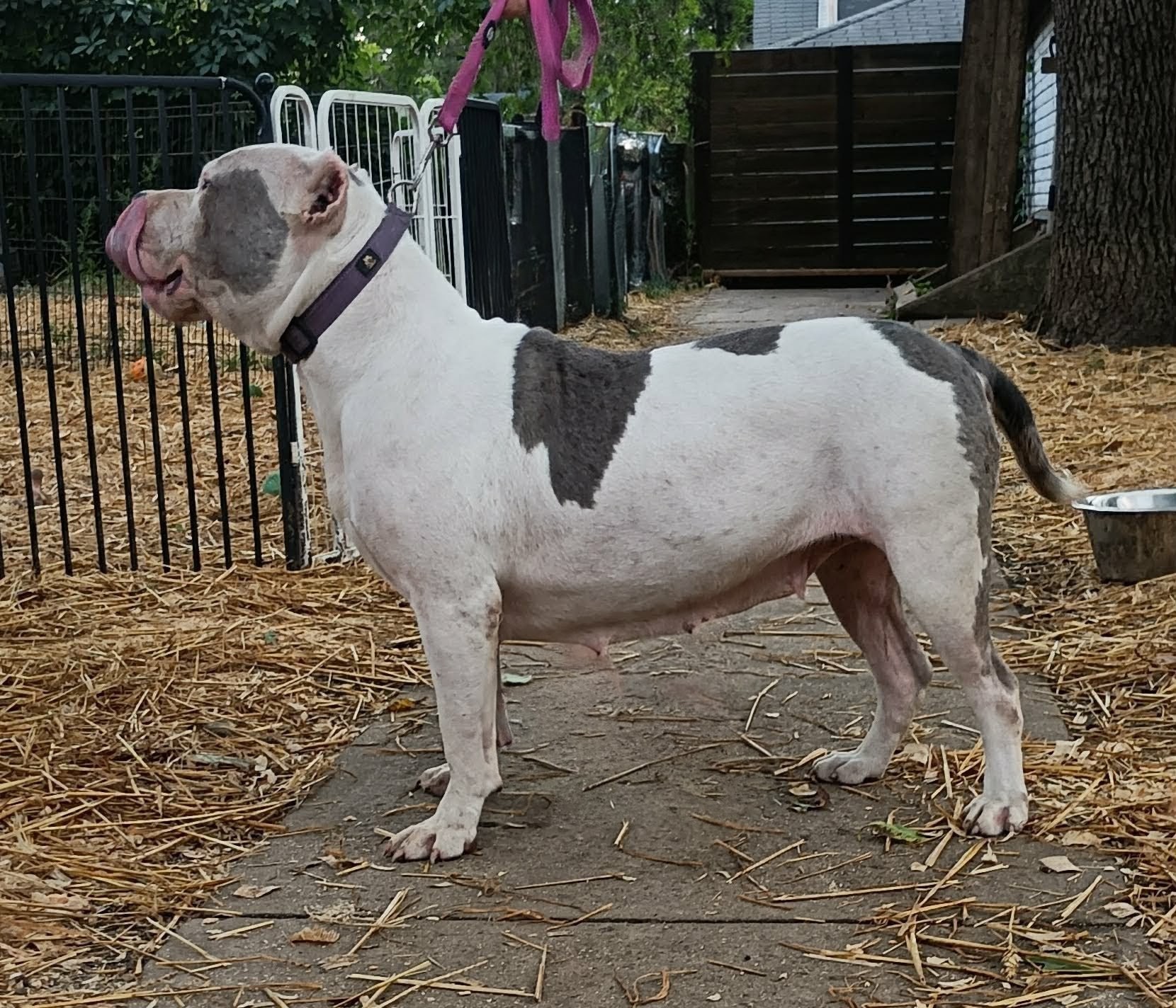 Dog XL bully  - Image 2