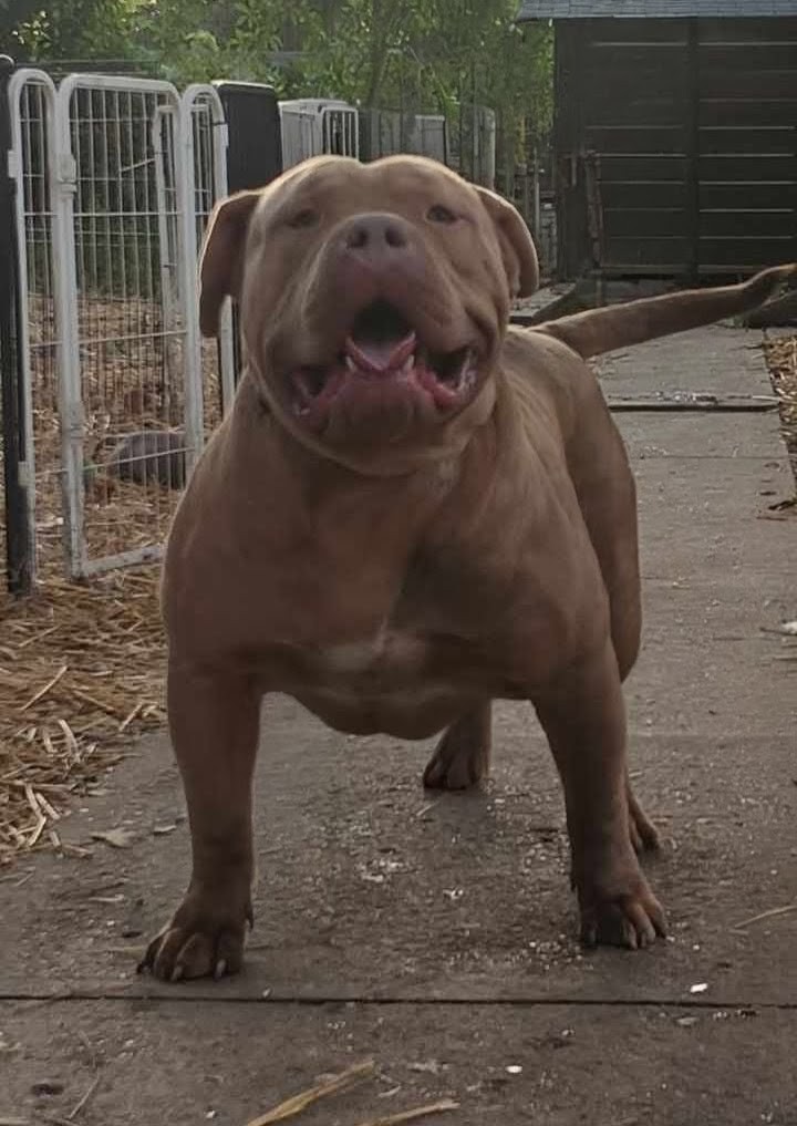 Xl bully male 