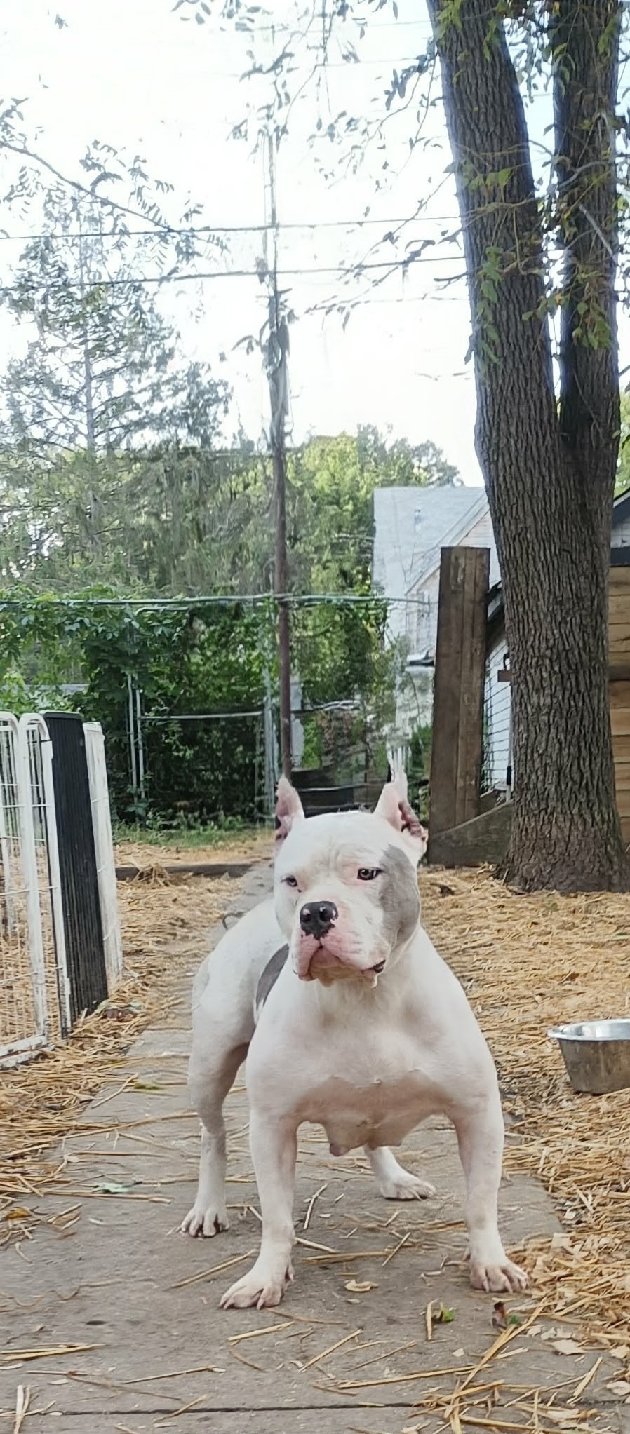 Dog XL bully 
